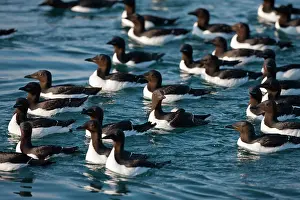 Murre: Norway, Svalbard, Brunnich's Guillemot (Uria