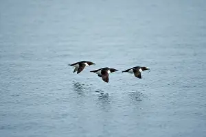 Strait: Norway, Svalbard, Brunnich's Guillemot (Uria