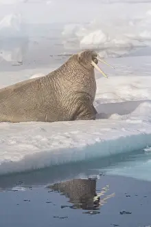 Walrus: Norway, Svalbard. Close-up of male walrus on ice floe in