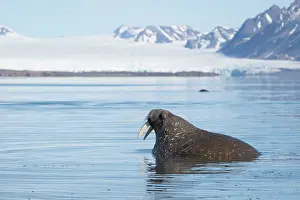 Walrus: Norway, Svalbard. Close-up of male walrus in water. ic Don