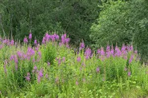 Fireweed: Norway, Svalbard. Close-up of pink fireweed flowers. ic Don
