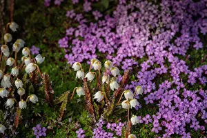 Don Grall: Norway, Svalbard. Close-up of white Arctic bell heather