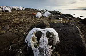 Bone: Norway, Svalbard, Delischoya Island, 300-year-old