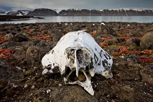 Bone: Norway, Svalbard, Delischoya Island, 300-year-old