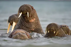 Ivory: Norway, Svalbard, Delischoya Island, Walrus
