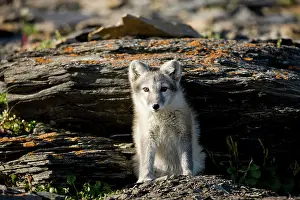 Edgeoya: Norway, Svalbard, Edgeoya Island, Arctic
