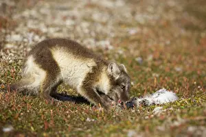 Edgeoya: Norway, Svalbard, Edgeoya Island, Arctic