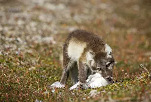 Edgeoya: Norway, Svalbard, Edgeoya Island, Arctic