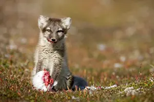 Edgeoya: Norway, Svalbard, Edgeoya Island, Arctic