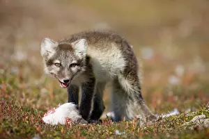 Edgeoya: Norway, Svalbard, Edgeoya Island, Arctic