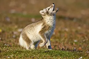 Edgeoya: Norway, Svalbard, Edgeoya Island, Arctic