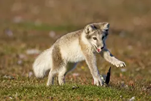 Edgeoya: Norway, Svalbard, Edgeoya Island, Arctic