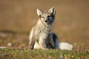 Edgeoya: Norway, Svalbard, Edgeoya Island, Arctic