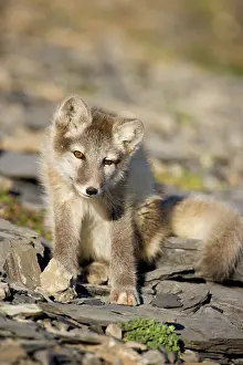 Edgeoya: Norway, Svalbard, Edgeoya Island, Arctic
