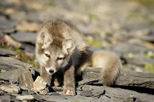 Edgeoya: Norway, Svalbard, Edgeoya Island, Arctic