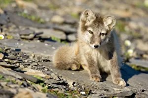 Edgeoya: Norway, Svalbard, Edgeoya Island, Arctic