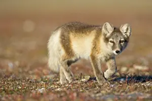 Edgeoya: Norway, Svalbard, Edgeoya Island, Arctic