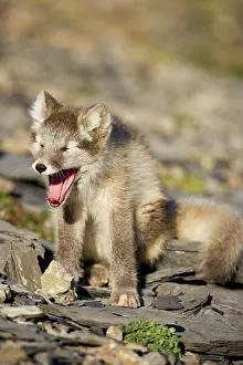 Edgeoya: Norway, Svalbard, Edgeoya Island, Arctic