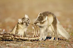 Chewing: Norway, Svalbard, Edgeoya Island, Arctic