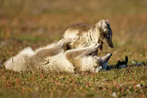 Wrestle: Norway, Svalbard, Edgeoya Island, Arctic