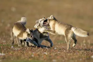 Wrestle: Norway, Svalbard, Edgeoya Island, Arctic