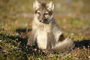 Edgeoya: Norway, Svalbard, Edgeoya Island, Arctic
