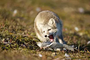 Edgeoya: Norway, Svalbard, Edgeoya Island, Arctic