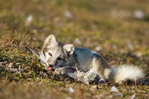 Edgeoya: Norway, Svalbard, Edgeoya Island, Arctic