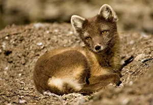 Edgeoya: Norway, Svalbard, Edgeoya Island, Arctic