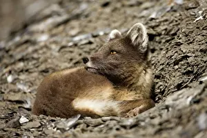 Edgeoya: Norway, Svalbard, Edgeoya Island, Arctic