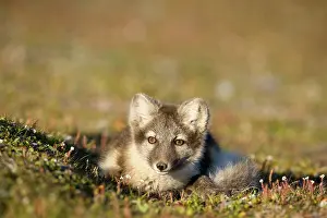 Edgeoya: Norway, Svalbard, Edgeoya Island, Arctic