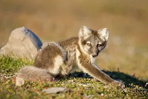 Scratching: Norway, Svalbard, Edgeoya Island, Arctic