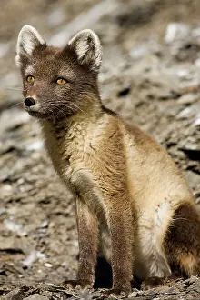 Edgeoya: Norway, Svalbard, Edgeoya Island, Arctic