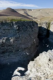Tridactyla: Norway, Svalbard, Edgeoya Island, Black-Legged