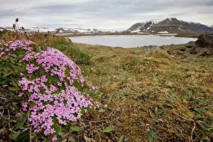 Campion: Norway, Svalbard, Edgeoya Island, Moss Campion