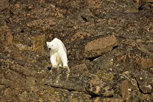 Edgeoya: Norway, Svalbard, Edgeoya Island, Polar