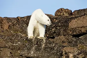Edgeoya: Norway, Svalbard, Edgeoya Island, Polar