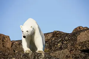 Edgeoya: Norway, Svalbard, Edgeoya Island, Polar