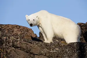 Souders: Norway, Svalbard, Edgeoya Island, Polar
