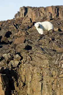 Souders: Norway, Svalbard, Edgeoya Island, Polar