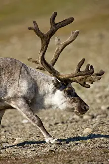 Edgeoya: Norway, Svalbard, Edgeoya Island, Reindeer