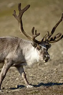 Edgeoya: Norway, Svalbard, Edgeoya Island, Reindeer