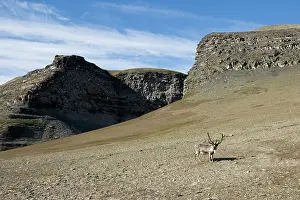 Peace: Norway, Svalbard, Edgeoya Island, Reindeer