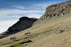 Peace: Norway, Svalbard, Edgeoya Island, Reindeer