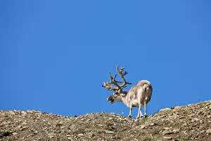 Peace: Norway, Svalbard, Edgeoya Island, Reindeer