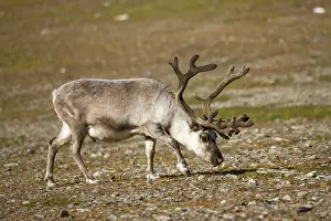 Peace: Norway, Svalbard, Edgeoya Island, Reindeer