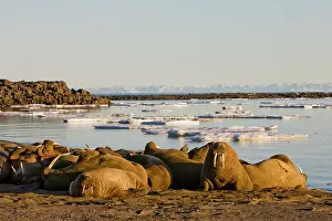 Crowded: Norway, Svalbard, Edgeoya Island, Walrus