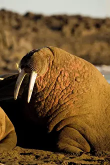 Midnight: Norway, Svalbard, Edgeoya Island, Walrus