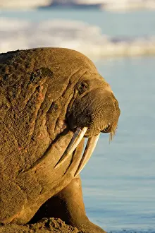 Midnight: Norway, Svalbard, Edgeoya Island, Walrus