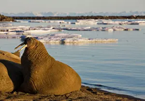 Midnight: Norway, Svalbard, Edgeoya Island, Walrus